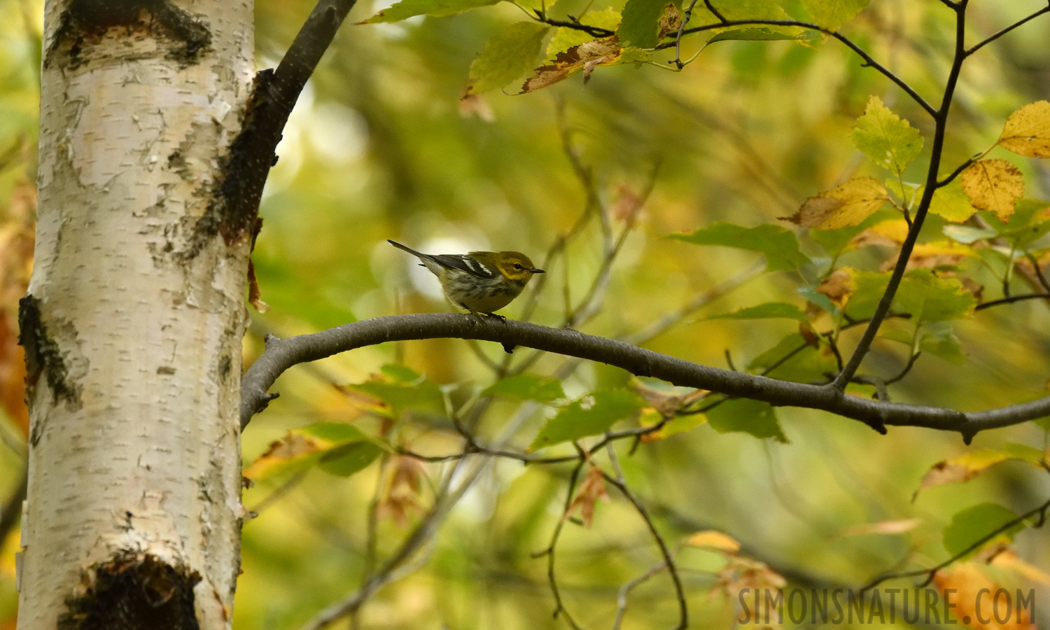 Setophaga virens [400 mm, 1/320 Sek. bei f / 7.1, ISO 2500]